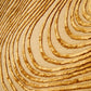 Layra New Zealand Wool & Silk Hand Tufted Rug